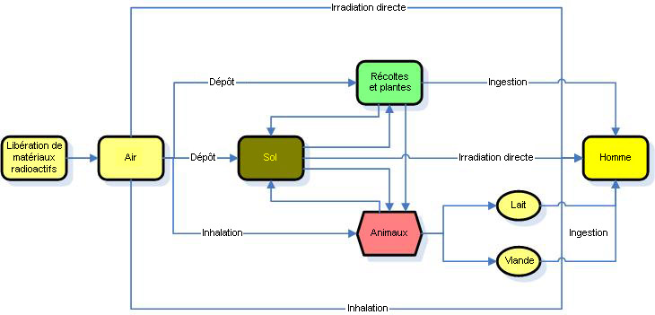 Image: Processus de contamination de l'Homme par les radiations